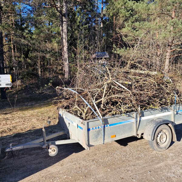 Zaru zāģēšana un izvešana