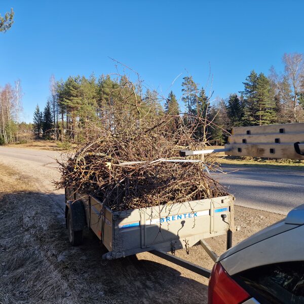 Zaru zāģēšana un zivešana